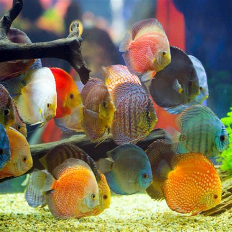 Your one stop for fishing gear! Buy Colorful Tropical Fish Online & Exotic Freshwater Fish ...
