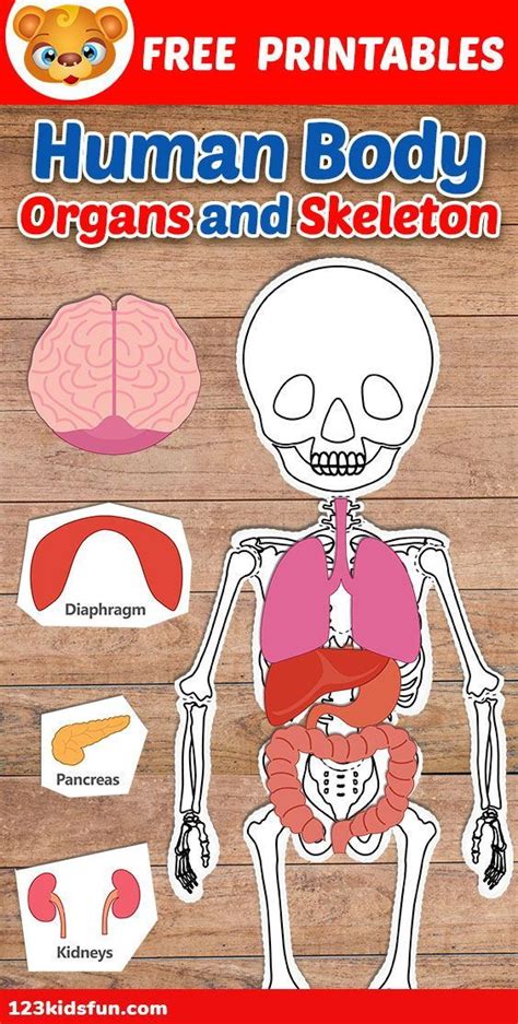 Body Systems Printables For Kids Free Printable Worksheet