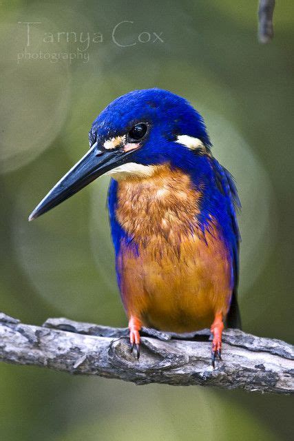 Azure Kingfisher Kingfisher Animals Colorful Birds