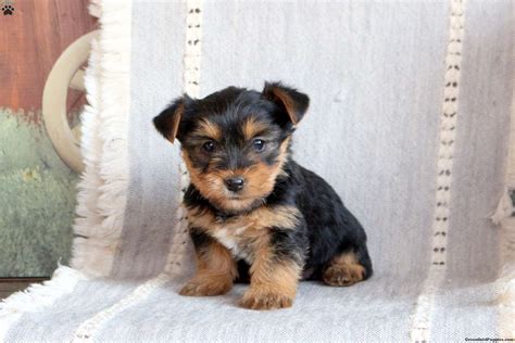 Victoria Yorkie Mix Puppy For Sale In Pennsylvania