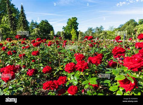 Queen Marys Rose Garden Hi Res Stock Photography And Images Alamy