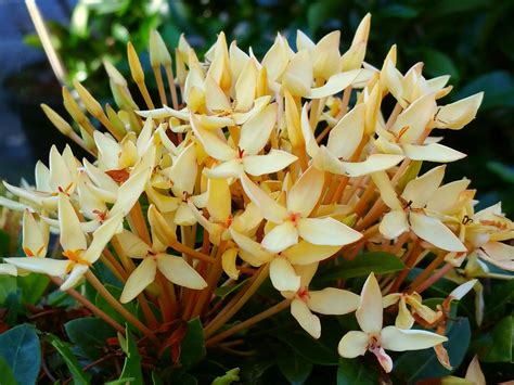 Shrubs for zone 8 are for sale from tn nursery with quick shipping and low prices. YELLOW DWARF IXORA Miniature Taiwanensis Tropical Low ...