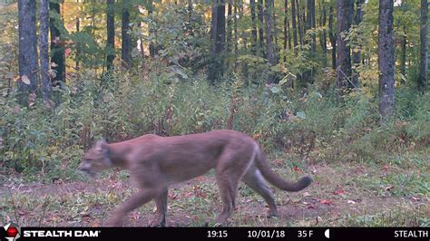 state captures cougar image on game camera in up