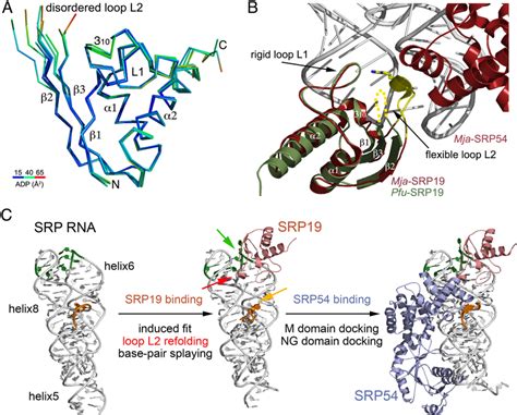 Closing Of Loop L2 Upon Srp19 Binding To The Srp Rna And Its