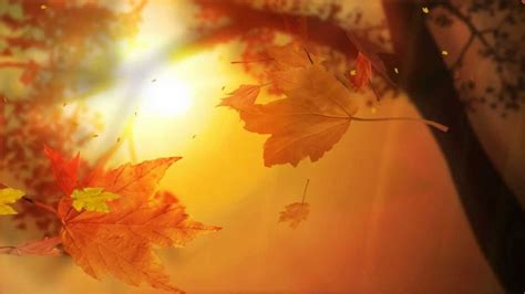 Leaf Fall Animated Wallpaper Desktopanimated