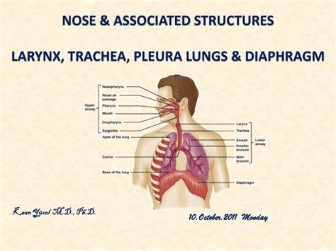 Ppt Nose And Associated Structures Larynx Trachea Pleura Lungs