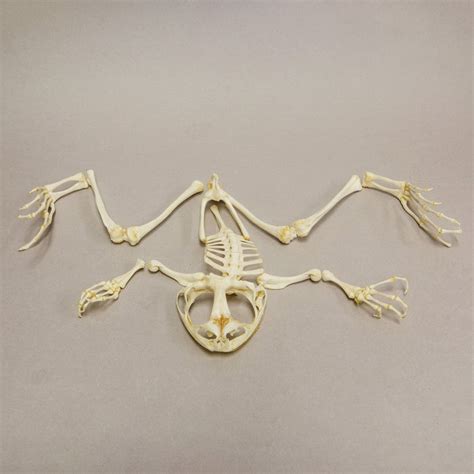 Real Giant Slippery Frog Skeleton — Skulls Unlimited International Inc