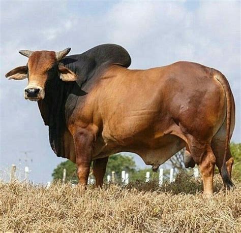 Brahma Bull Cattle Breeds Breeds Of Cows Cattle Farming