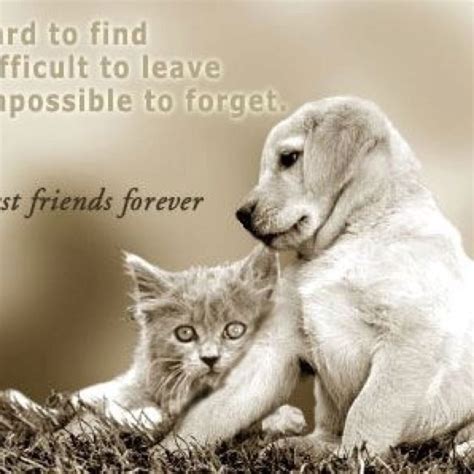 Friends Cute Cats And Dogs Best Friend Images Animals Friends