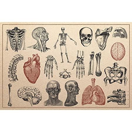 Amazon Retro Vintage Poster Print Art Human Anatomy Skeleton Chart