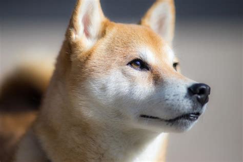 Shiba Inu Dog Breed Information Facts And Pictures Dog Lover India