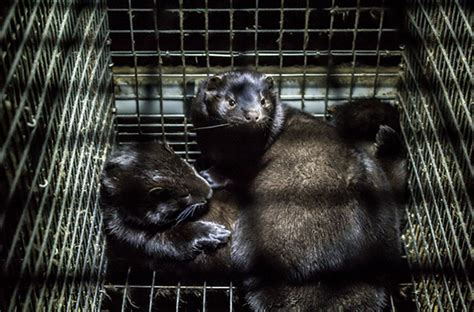 Born Free Usa Calls For An End To Fur Farming In The Us