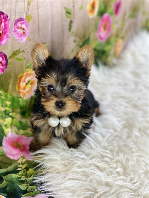 Looking for a micro teacup puppy? Yorkie (Micro Teacup) Puppies NOT AVAILABLE for sale near ...