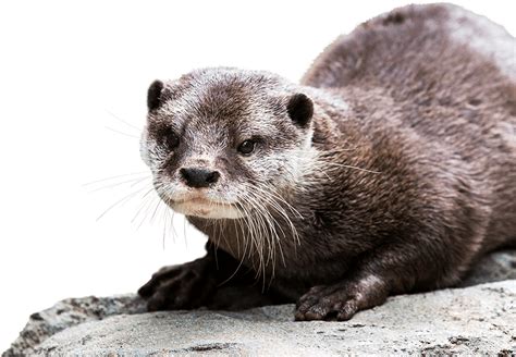 Otters Png Isolated File Png Mart