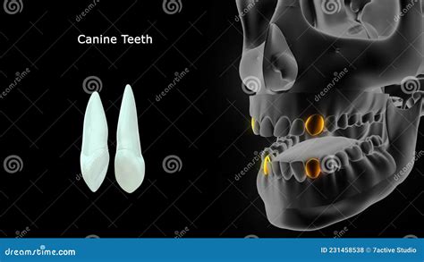 Human Tooth Canine Teeth Stock Illustration Illustration Of Human