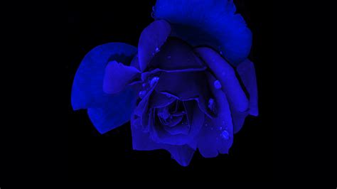 Blue Rose Wallpaper 4k Rose Flower