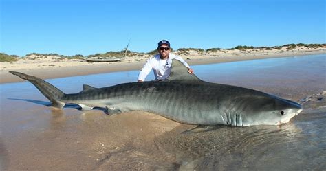 International Fishing News Australia Monster Giant Tiger Sharks