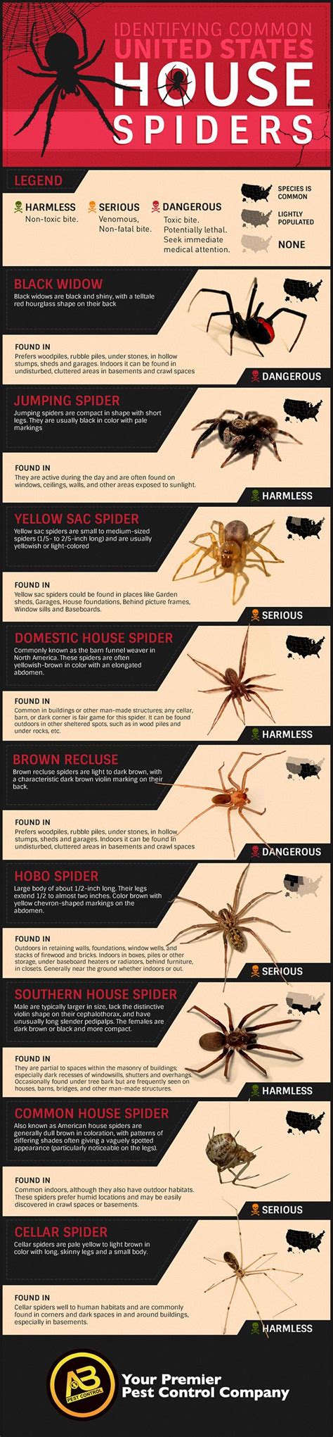 How To Identify Common Poisonous Spiders In Your Home Poisonous