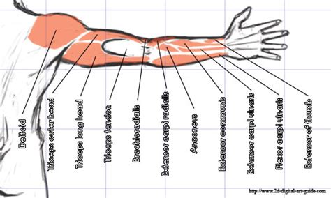 Both legs should be checked, although tendinitis usually only occurs in one leg. Front Leg Musclevtendon / Muscle Tissue Posters ...