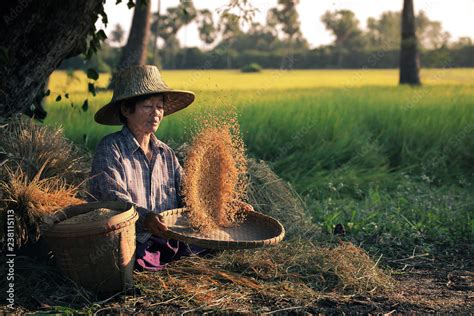 Elderly Asian Woman Sitting Winnowing Rice In The Rice Paddy