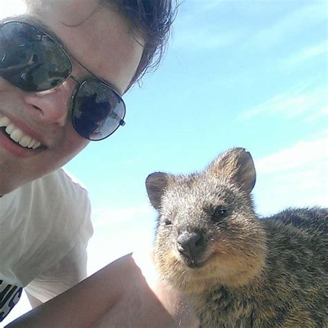 A quokka is a marsupial that is native to australia and about the size of a cat and their excitement is contagious as you can see in the. Taking Selfies With Quokkas Is The Cutest Trend In ...