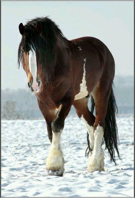 I Have Always Wanted A Clydesdale Horse They Are Some Of The Most