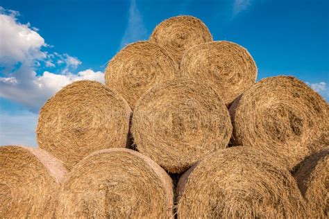 Huge Straw Pile Of Hay Roll Bales On Among Harvested Field Cattle