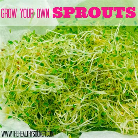 The Healthy Sooner Growing Your Own Sprouts