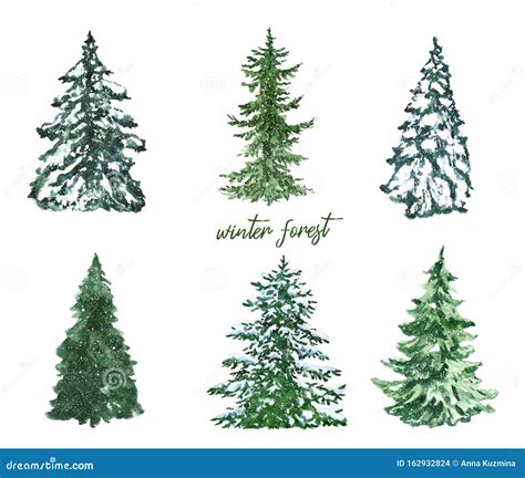 Watercolor Winter Pine Green Trees Illustrations Hand Painted Spruce