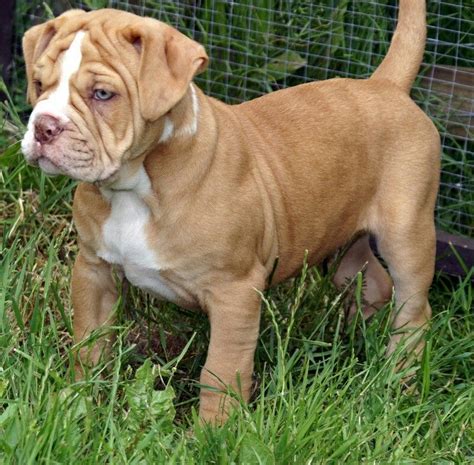 Alapaha blue blood bulldog, trainable, dutiful, and responsible, with impressive capabilities as a guardian of family and property. Alapaha Blue Blood Bulldogs #alapahabulldog # ...