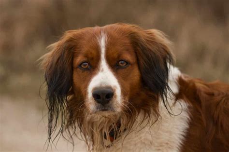 Which brings us to the nederlandse kooikerhondje, one of two new breeds making their westminster debut this february 2019. Nederlandse Kooikerhondje - Hondenrassen Wijzer ️