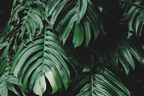 Lush Green Tropical Jungle Leaves ~ Nature Photos ~ Creative Market