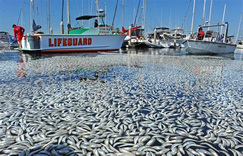 Mass Fish Die Off In Southern California Cbs News