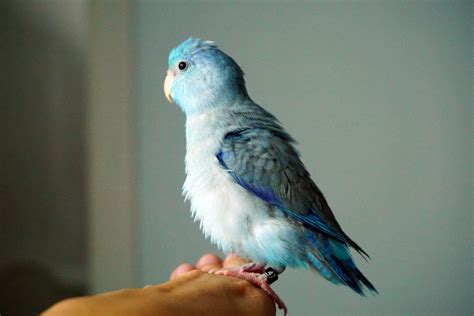 Bird Identification Common Blue Parrot Species