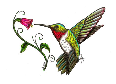 Hummingbird Hummingbird Tattoo Hummingbird Art Hummingbird Drawing