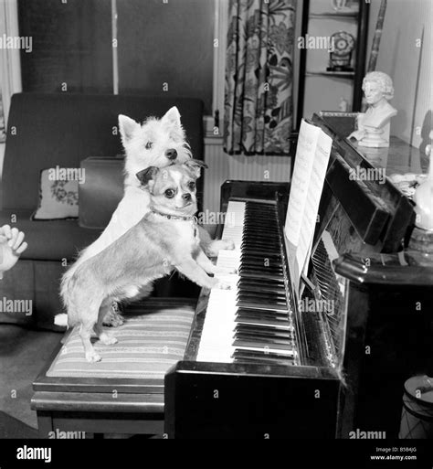 Dog Playing The Piano 1965 C100a 008 Stock Photo Alamy