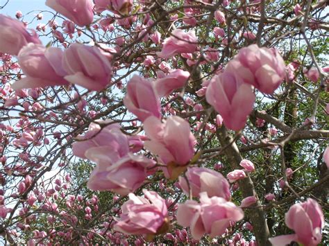 When does tulip poplar bloom? tulip tree | Tulip Tree? - Texas Gardening Forum ...