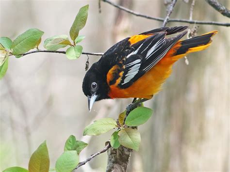 Baltimore Oriole East Celebrate Urban Birds