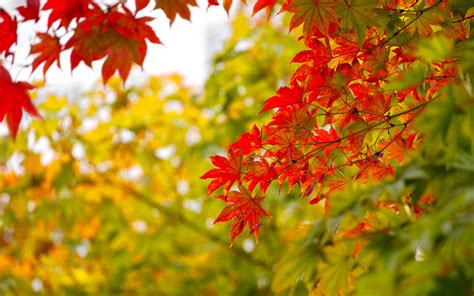 Red And Yellow Maple Leaves In Autumn National Symbol On