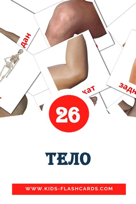 26 free body parts flashcards pdf serbian cyrillic words