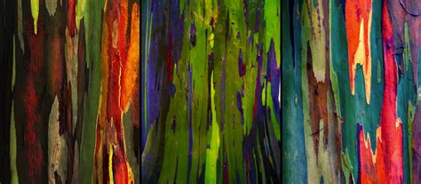 Living Rainbow Rainbow Eucalyptus Most Beautiful Tree