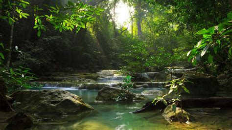 Wallpaper Nature Landscape Plants Clear Water Trees Forest Sun