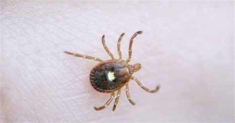 Meat Allergy Caused By Lone Star Ticks Is Spreading Beyond The Southeast