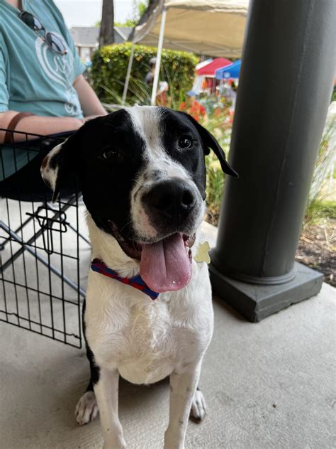 Pudge – Hearts & Tails of Hope Pet Rescue