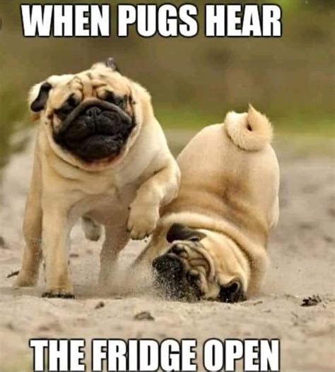 Pin By Renae Mackinnon On Pugs Pugs Funny Cute Pugs Pug Memes