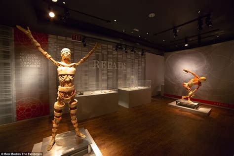 Real Bodies The Exhibition Cadavers May Come From Chinese Political