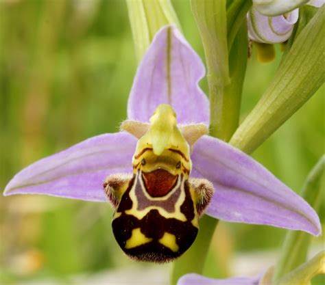Insect That Looks Like Flower