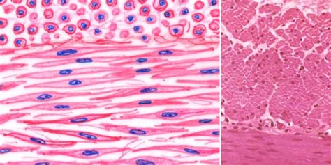 Human Anatomy An Overview Of Smooth Cardiac And Skeletal Muscles