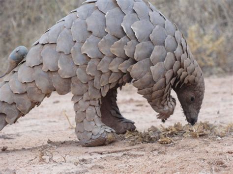 To label (by writing on it, or by using a written label). Pangolin Armadillo - Amazing Armored Animals - Unusual and Unique Armored Animals, Best in ...