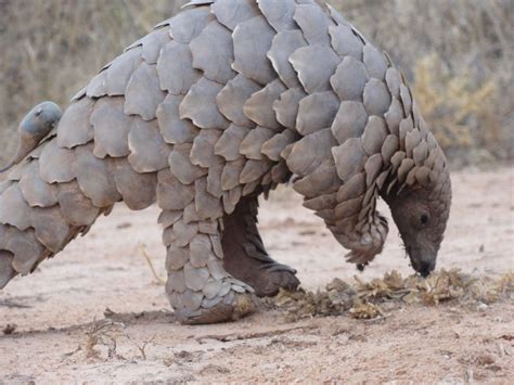 Entdecke rezepte, einrichtungsideen, stilinterpretationen und andere ideen zum ausprobieren. Pangolin Armadillo - Amazing Armored Animals - Unusual and Unique Armored Animals, Best in ...